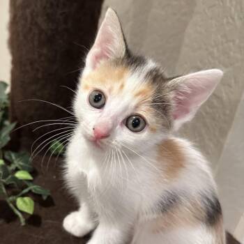 Domestic Short Hair Cats Available for Adoption in Tustin, California - Amber | PetCurious