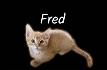 Fred -  Domestic Medium Hair Cat for Adoption in Auburn, California - Fred | PetCurious