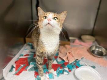 SYLVIA -  Domestic Short Hair Cat for Adoption in Fort Wayne, Indiana - SYLVIA | PetCurious