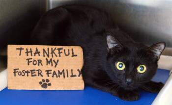 Rescue Domestic Short Hair Cats for Adoption in Sanford, Florida - Hokage | PetCurious