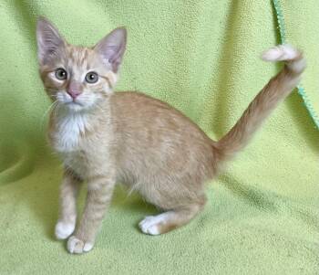 Rickles -  Domestic Short Hair Cat for Adoption in Jamestown, California - Rickles | PetCurious