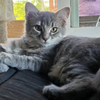 Jalapena -  Domestic Medium Hair Cat for Adoption in Springfield, Oregon - Jalapena | PetCurious