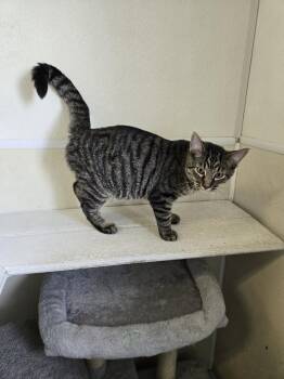Goose -  Tabby Cat for Adoption in Maquoketa, Iowa - Goose | PetCurious