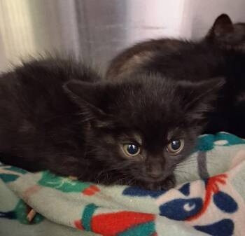Licorice -  Domestic Medium Hair Cat for Adoption in Dickson, Tennessee - Licorice | PetCurious
