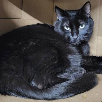 Rescue Domestic Short Hair Cats for Adoption in Des Moines, Iowa - Declan | PetCurious
