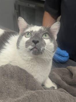 Domestic Short Hair Cats Available for Adoption in Las Vegas, Nevada - CHIMICHANGA | PetCurious