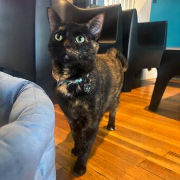 Fuego -  Domestic Short Hair Cat for Adoption in Stokesdale, North Carolina - Fuego | PetCurious
