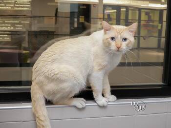 MELON -  Domestic Short Hair Cat for Adoption in Omaha, Nebraska - MELON | PetCurious