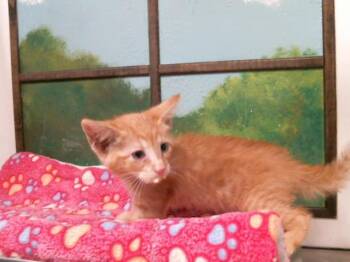 WEST -  Domestic Short Hair Cat for Adoption in Houston, Texas - WEST | PetCurious