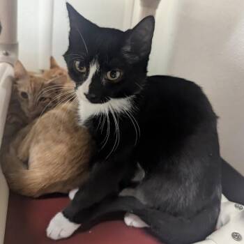 Wheezy -  Domestic Short Hair Cat for Adoption in Springfield, Illinois - Wheezy | PetCurious