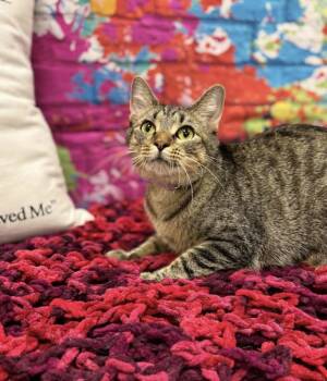 Teagan -  Domestic Short Hair Cat Available for Adoption in Effingham, Illinois - Teagan | PetCurious