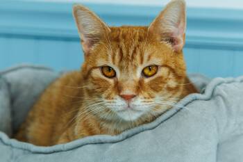 Aires -  Domestic Short Hair Cat for Adoption in Chester Springs, Pennsylvania - Aires | PetCurious