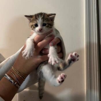 Rescue Domestic Short Hair Cats for Adoption in Woodstock, Virginia - Pepper Bates | PetCurious