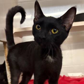 Denver -  Domestic Short Hair Cat for Adoption in Fairport, New York - Denver | PetCurious