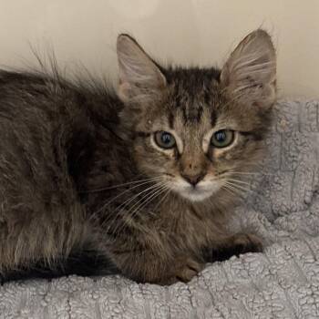 Haze -  Domestic Short Hair Cat for Adoption in Dallas, Texas - Haze | PetCurious
