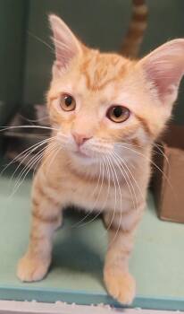 GINNEY -  Domestic Short Hair Cat for Adoption in Sandusky, Ohio - GINNEY | PetCurious