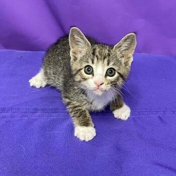 Domestic Short Hair Cats Available for Adoption in North Myrtle Beach, South Carolina - Jameson | PetCurious