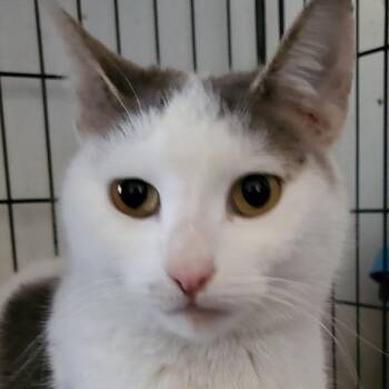 Rescue Domestic Short Hair Cats for Adoption in Paterson, New Jersey - Rose | PetCurious