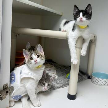 Jackfruit -  Domestic Short Hair Cat for Adoption in Woodinville, Washington - Jackfruit | PetCurious
