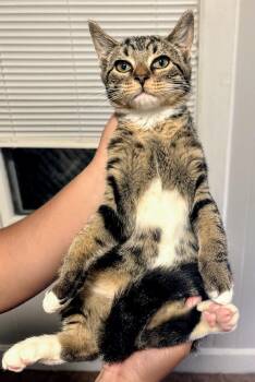 Rescue Domestic Short Hair Cats for Adoption in Binghamton, New York - Sedna | PetCurious
