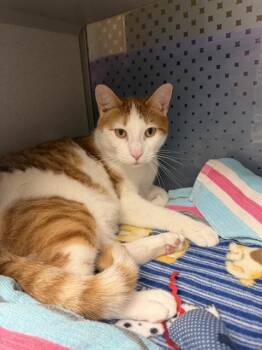 SPICY -  Domestic Short Hair Cat for Adoption in Omaha, Nebraska - SPICY | PetCurious