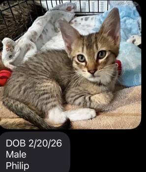 Domestic Short Hair Cats Available for Adoption in Ephrata, Washington - Philip  | PetCurious