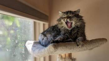 Domestic Long Hair Cats Available for Adoption - Mufasa | PetCurious