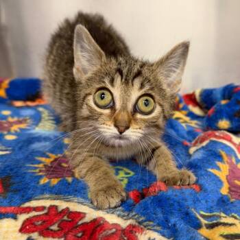 Ada -  Domestic Short Hair Cat for Adoption in Martinsville, Virginia - Ada | PetCurious