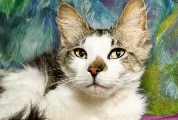 Domestic Long Hair Cats Available for Adoption in Fort Lauderdale, Florida - STERLING | PetCurious