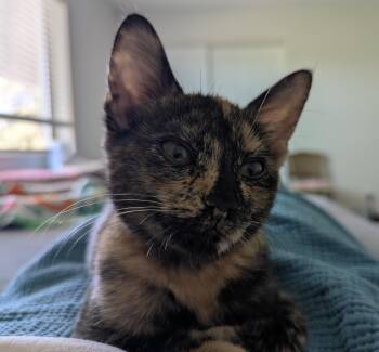 NIA - Kitten -  Domestic Short Hair Cat for Adoption in Prescott, Arizona - NIA - Kitten | PetCurious