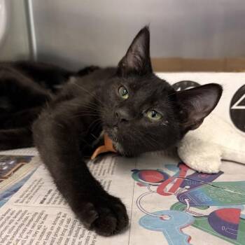Lando -  Domestic Short Hair Cat for Adoption in Marshall, Virginia - Lando | PetCurious