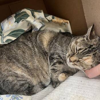 Wormwood -  Domestic Short Hair Cat for Adoption in Glenwood Springs, Colorado - Wormwood | PetCurious