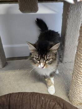 Shirley -  Domestic Long Hair Cat for Adoption in Prineville, Oregon - Shirley | PetCurious