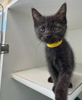 Irina -  Domestic Medium Hair Cat for Adoption in Oakland, California - Irina | PetCurious