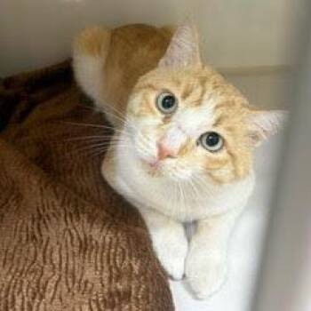 Rescue Tabby Cats for Adoption in Green Valley, Arizona - Juice | PetCurious