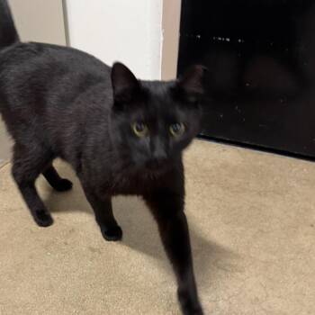 Demolition Man -  Domestic Short Hair Cat for Adoption in York, Pennsylvania - Demolition Man | PetCurious