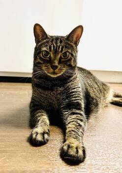 Zoey -  Domestic Short Hair Cat for Adoption in Austin, Texas - Zoey | PetCurious