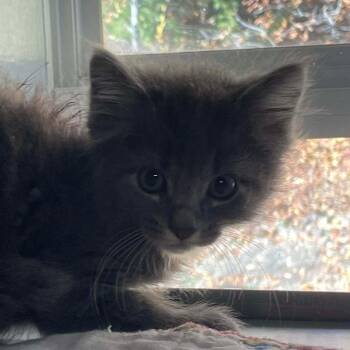 Domestic Long Hair Cats Available for Adoption in Huntsville, Arkansas - (S/N 4/23 ) Slate | PetCurious