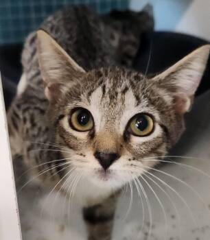 Rescue Domestic Short Hair Cats for Adoption in Town 