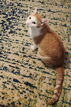 Pluto -  Domestic Short Hair Cat for Adoption in Blaine, Minnesota - Pluto | PetCurious
