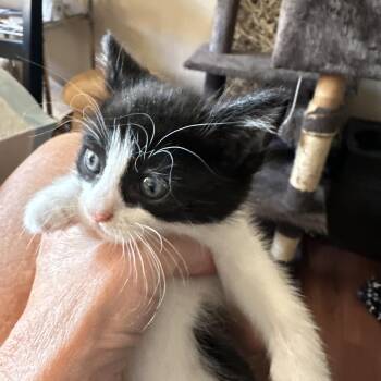 TITOS -  Domestic Short Hair Cat for Adoption in Ben Avon, Pennsylvania - TITOS | PetCurious