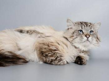 Domestic Long Hair and Domestic Short Hair Cats Available for Adoption in Longmont, Colorado - Einstein | PetCurious