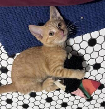 Pokey -  Domestic Short Hair Cat for Adoption in Fort Worth, Texas - Pokey | PetCurious