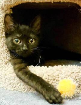 Domestic Short Hair Cats Available for Adoption in Gorham, Maine - Taylor Otto | PetCurious