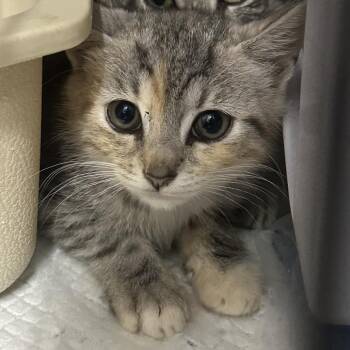 Tina Spay -  Domestic Short Hair Cat for Adoption in Lynchburg, Virginia - Tina Spay | PetCurious