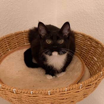 Rescue Domestic Medium Hair Cats for Adoption in Springfield, Oregon - Anna | PetCurious