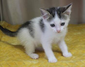 Domestic Short Hair Cats Available for Adoption in Prattville, Alabama - Bobbie - 43477 | PetCurious
