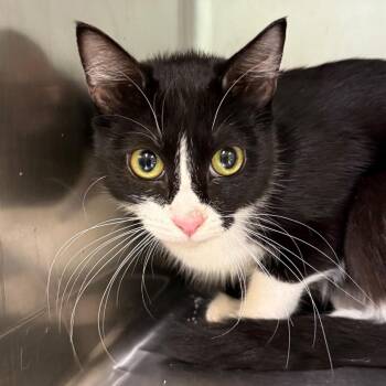 Marissa -  Domestic Short Hair Cat for Adoption in Jacksonville, Arkansas - Marissa | PetCurious