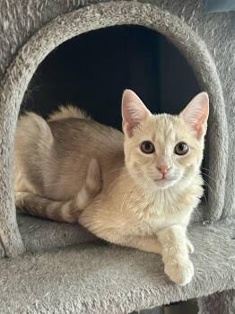 Rescue Domestic Short Hair Cats for Adoption in Decatur, Illinois - Taffy | PetCurious