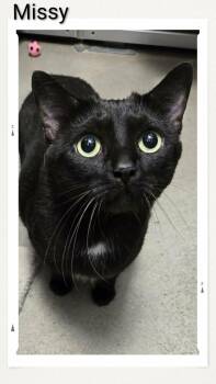 Domestic Short Hair Cats Available for Adoption in Caistor Centre, Ontario - Missy | PetCurious